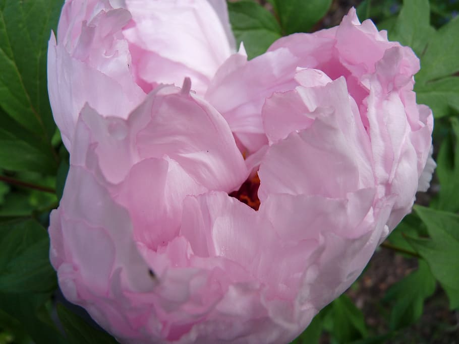 Peony, Pink, Tender, Garden, Summer, nature, pink Color, flower HD wallpaper