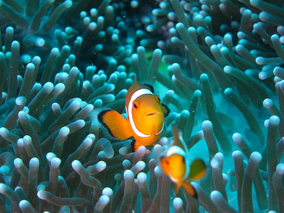 Clownfish, Diving, Anemone, undersea, underwater, clown fish