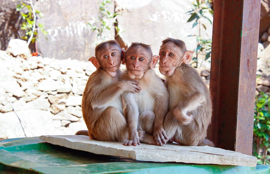 three monkeys sitting next to each others, animal, baby, beam