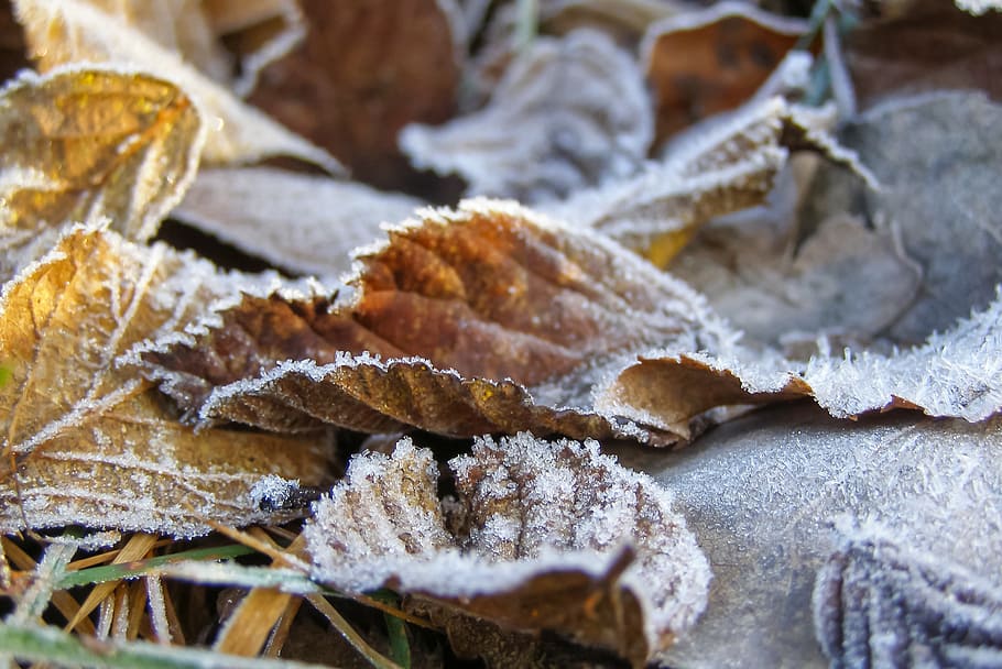 foliage, ground frost, dry leaves, bronze, autumn, winter, macro