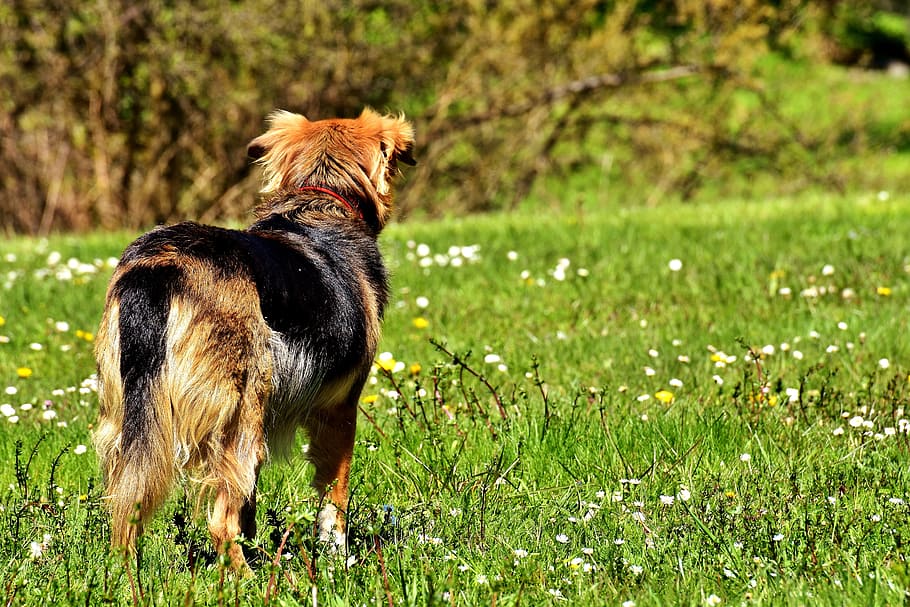 Dog, Wait, Animal, Meadow, Pet, Nature, watch, look, expect, HD wallpaper