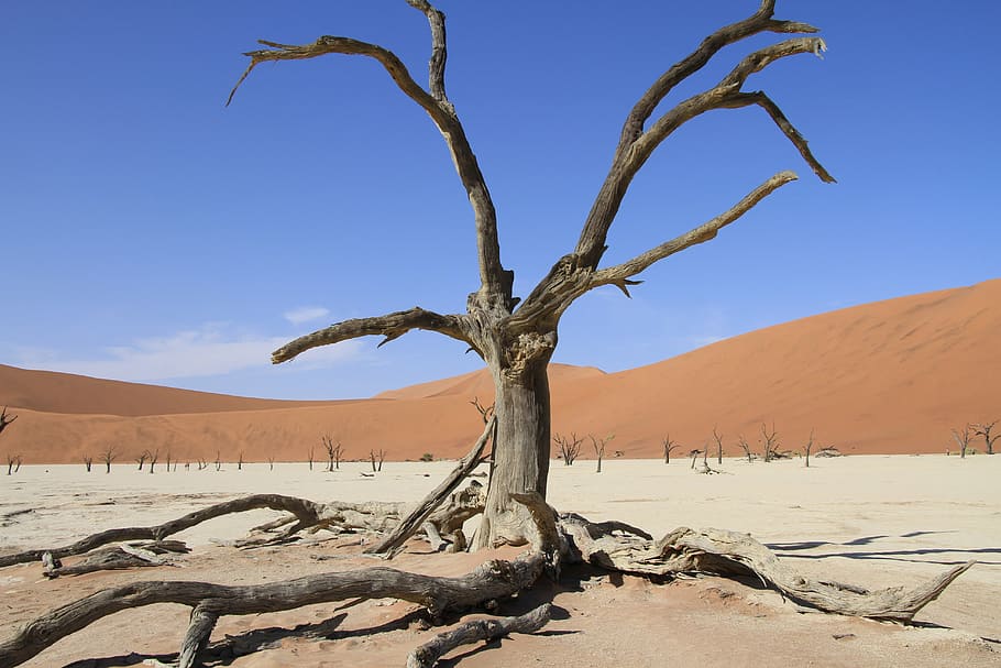 challenge, live, death, ruthlessness, survive, fear, sand, desert HD wallpaper