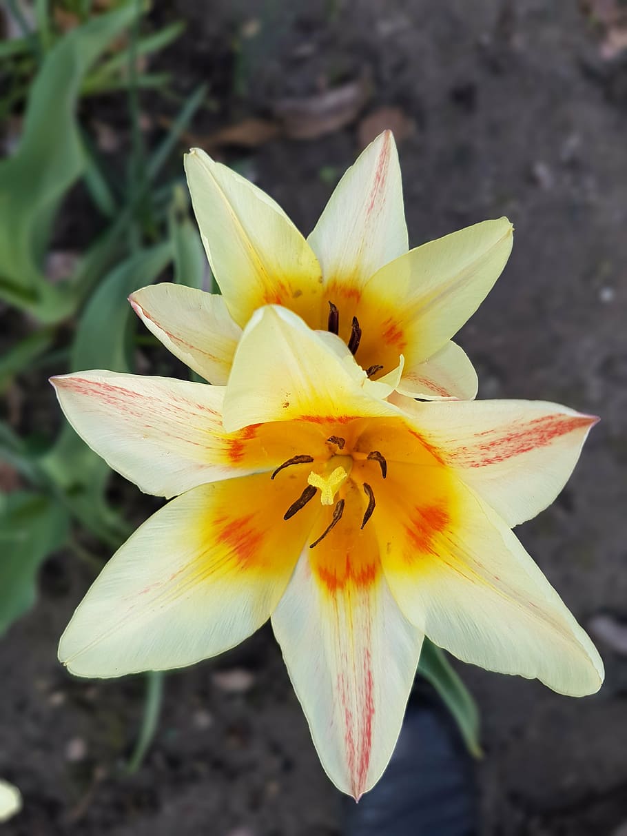 flowers, spring, tulips, nature, petal, plant, flower Head HD wallpaper