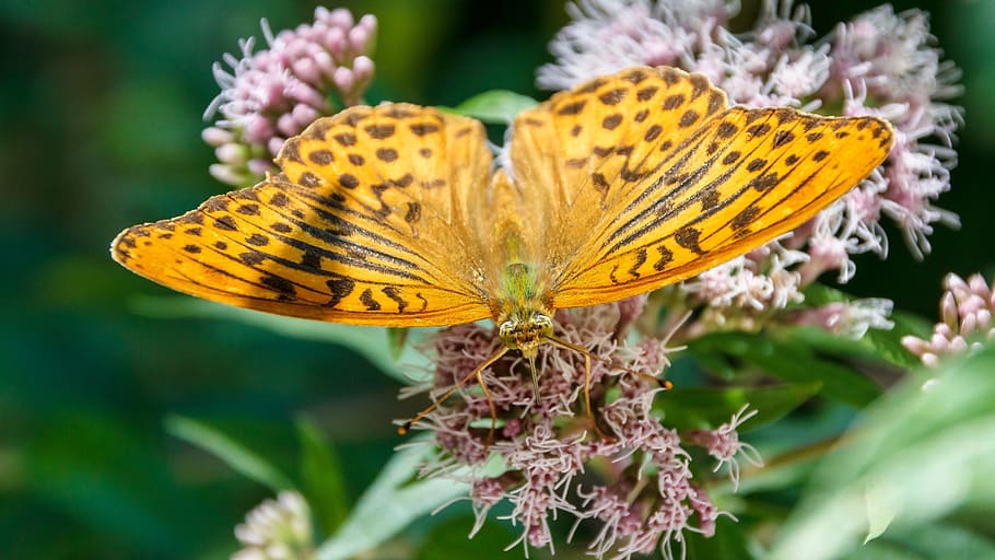 butterfly, close, orange, insect, blossom, bloom, flower, flowering plant HD wallpaper