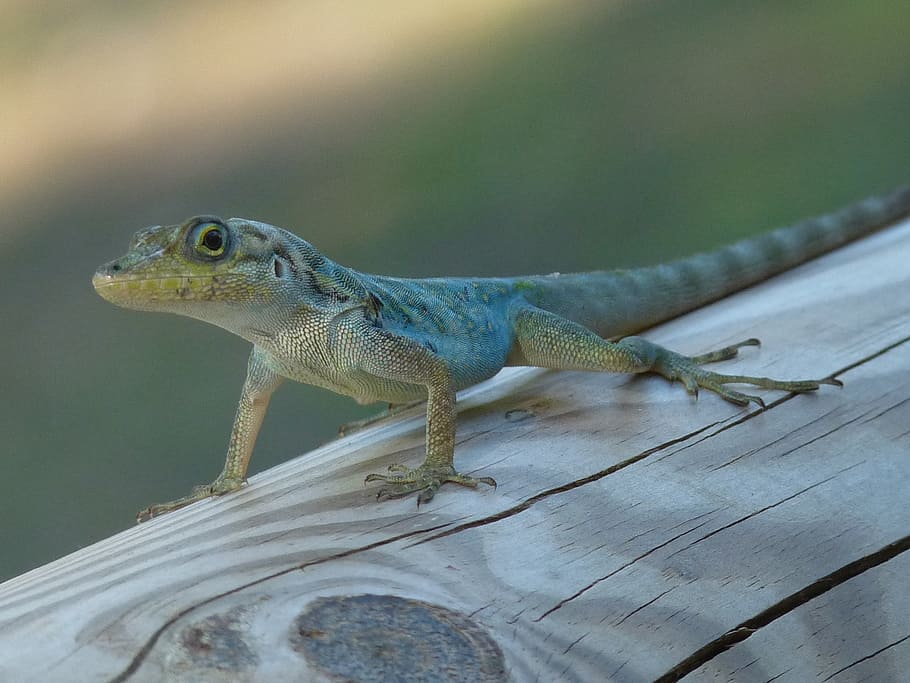 lizard, reptile, green, animal themes, animal wildlife, animals in the wild HD wallpaper