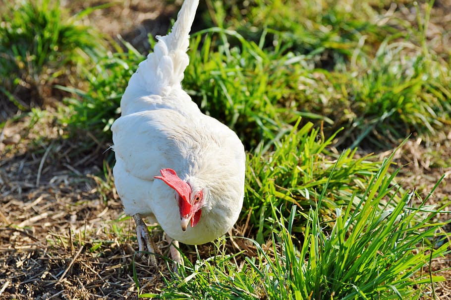 chicken, hen, poultry, range, livestock, farm, bird, chickens HD wallpaper