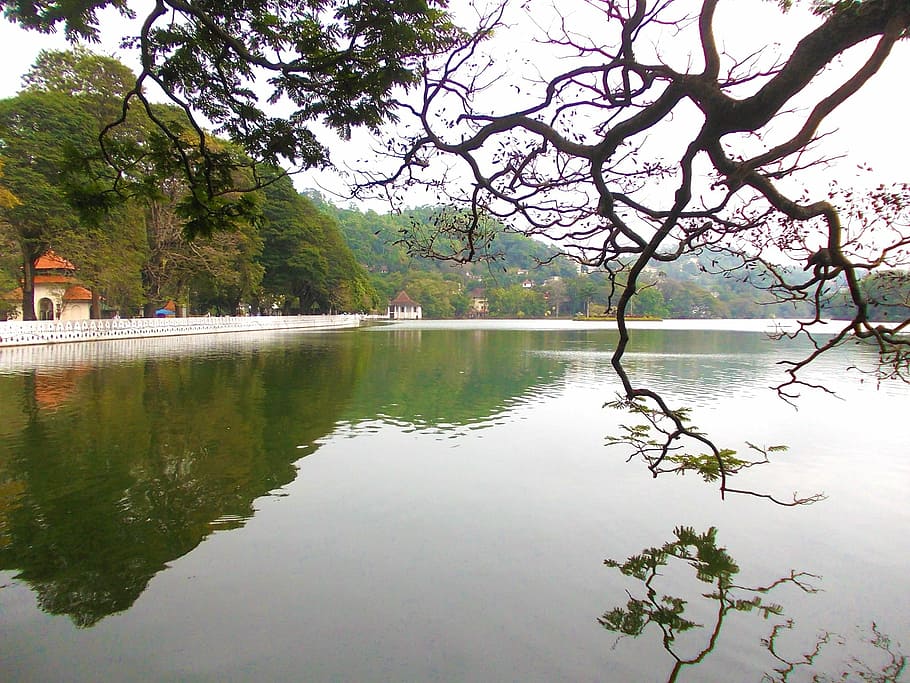 kandy lake, sri lanka, mawanella, ceylon, tree, water, plant
