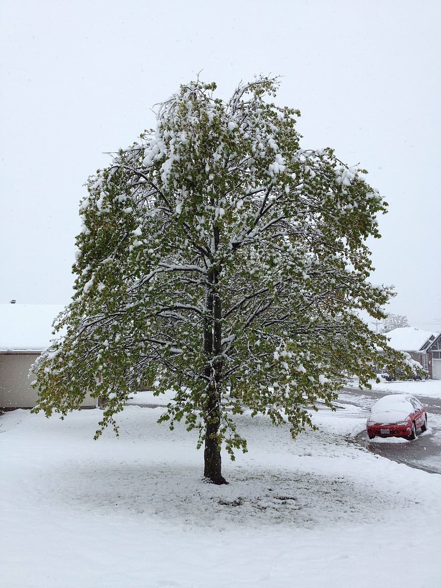 ice, snow, winter, tree, cold temperature, car, plant, mode of transportation HD wallpaper