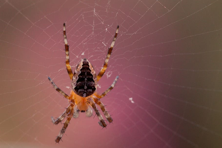 garden spider, araneus diadematus, cobweb, spider macro, close, HD wallpaper