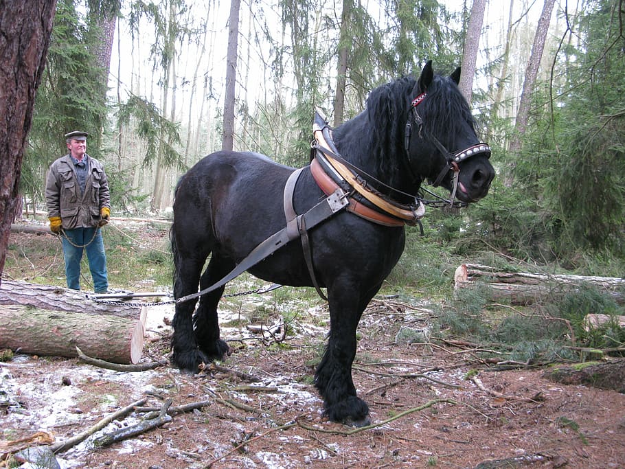 Horse, Working In The Forest, concentration, pulling logs, black HD wallpaper
