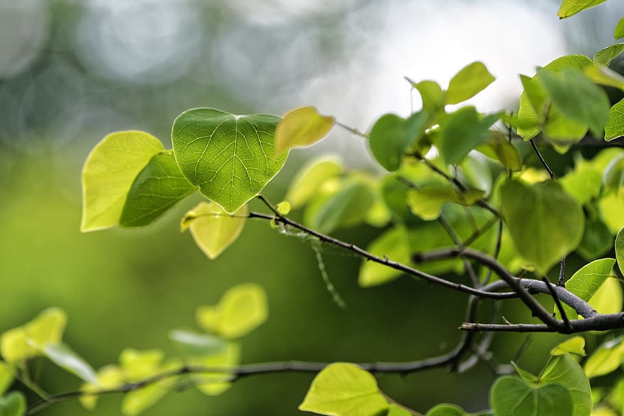 Green, Oh, Oh, Boy, leaf, green color, growth, outdoors, no people HD wallpaper
