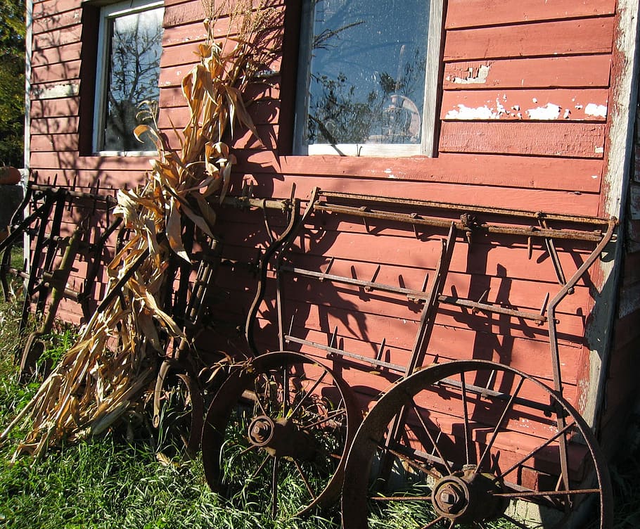 farm, country, corn, stalks, wagon, wheels, shed, architecture, HD wallpaper