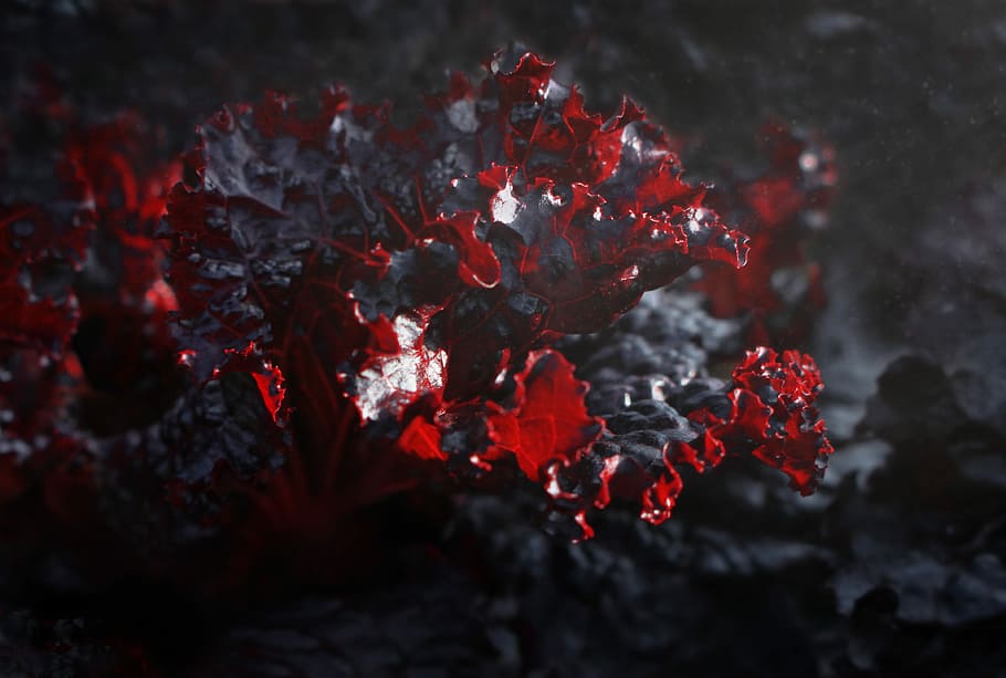 Lettuce, Red, Background, red lettuce, vegetable, crop, fresh HD wallpaper