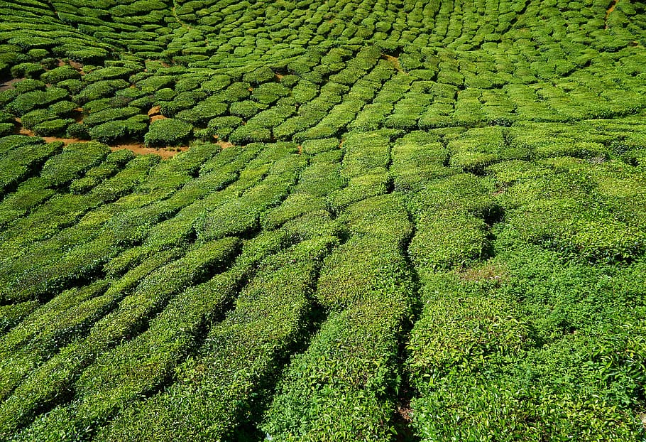 field, tea, nature, landscape, green, plant, peace, tiny tree, HD wallpaper