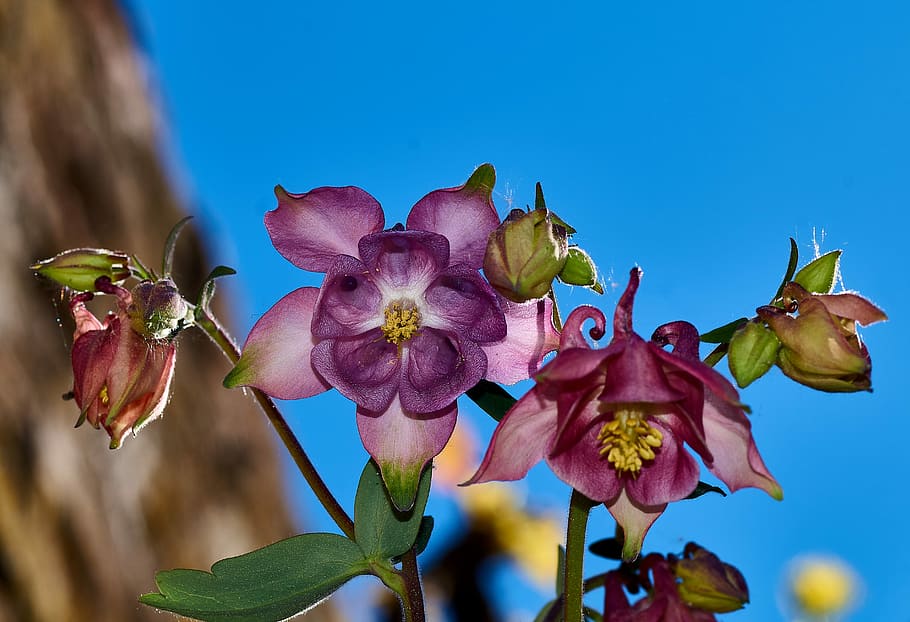 blue, blossom, bloom, flora, common akelei, aquilegia, common columbine HD wallpaper