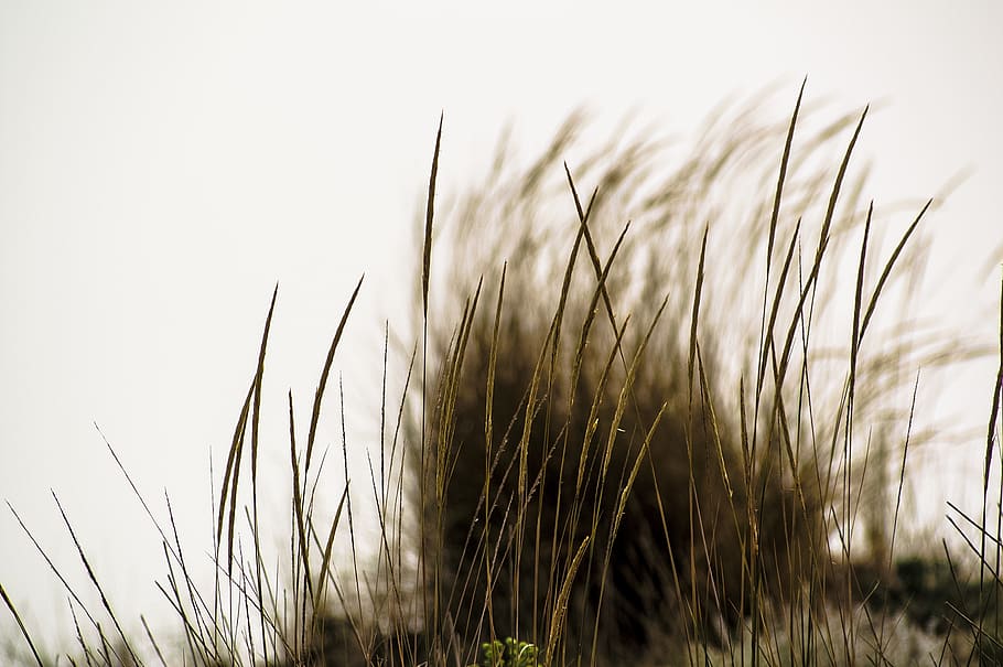 sea, grass, seeds, wind, plant, growth, nature, agriculture HD wallpaper
