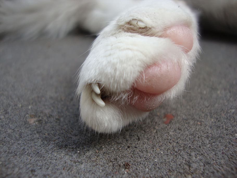 Cat, Talon, Close, one animal, animal themes, domestic animals HD wallpaper