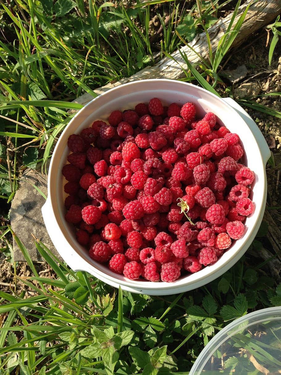 raspberry, wild raspberry, red, fruit, harvest, ripe, food HD wallpaper