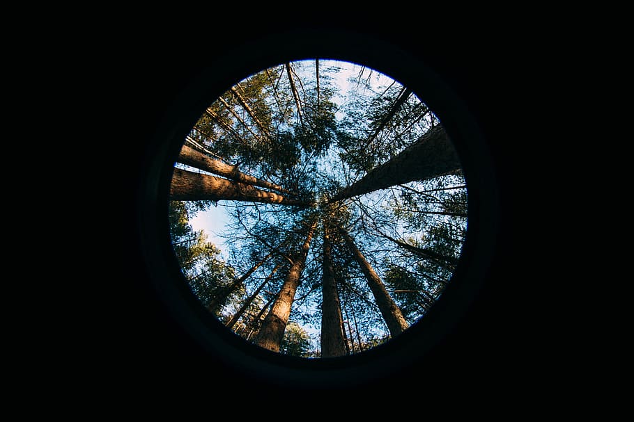 brown trees, Forest, Fish Eye, Spruce, Nature, lens, sun, blue HD wallpaper