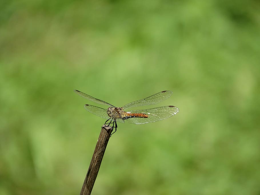 dragonfly, stick, flight, suspended, insect, one animal, animal themes HD wallpaper