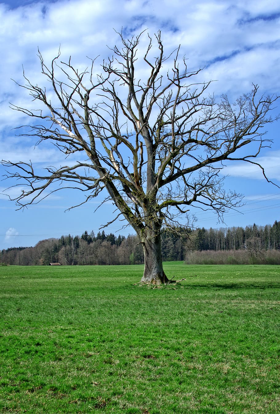 tree, kahl, aesthetic, crown, bare tree, branches, silhouette HD wallpaper