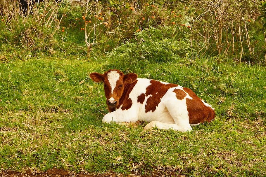 cow, small, calf, baby, meadow, sweet, animals, brown, white, HD wallpaper