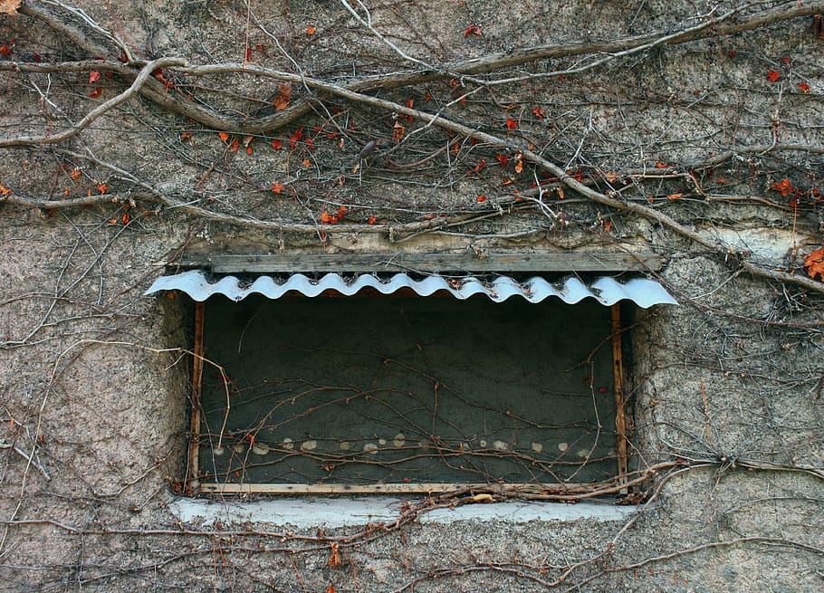 vine, plant, window, old, adobe, wall, poverty, tree, architecture HD wallpaper
