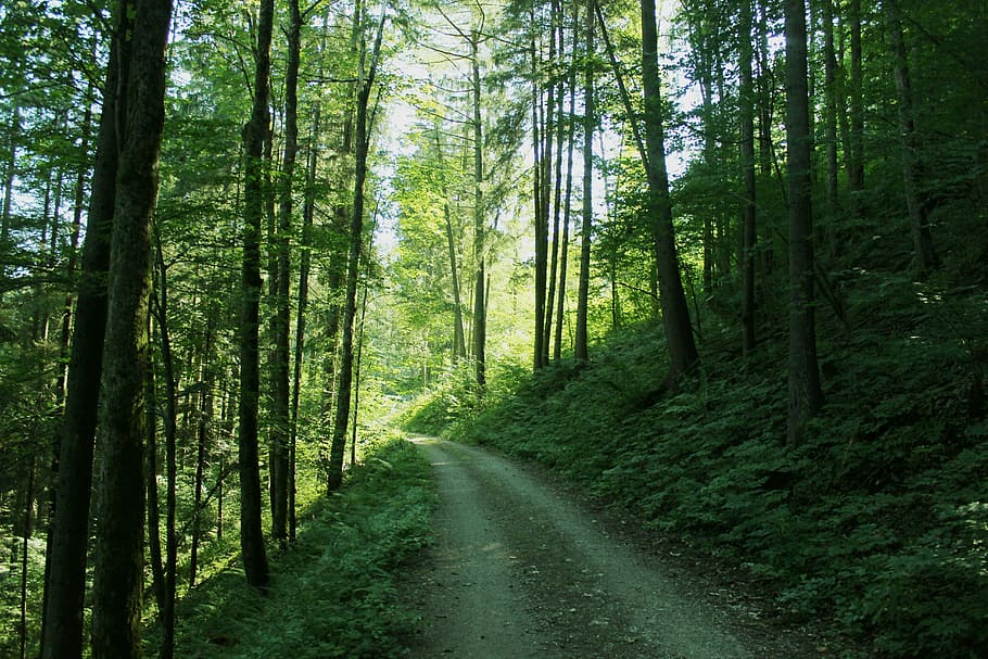 forest, glade, green, sun, forest path, nature, trees, forest glade HD wallpaper