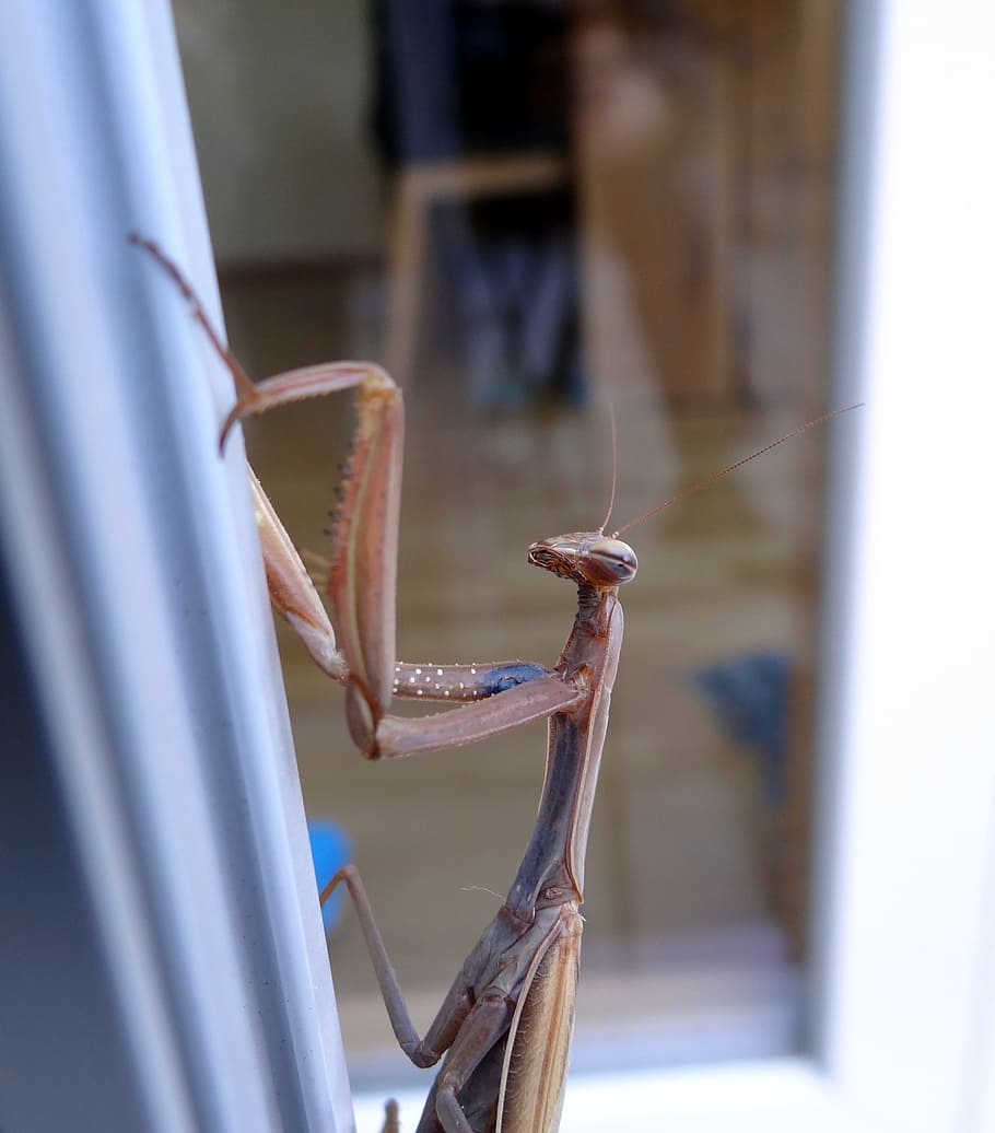 praying mantis, insect, scare, close, flight insect, fishing locust HD wallpaper