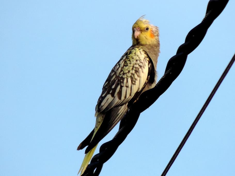 Parakeet, Bird, blue, one animal, animal wildlife, animals in the wild HD wallpaper