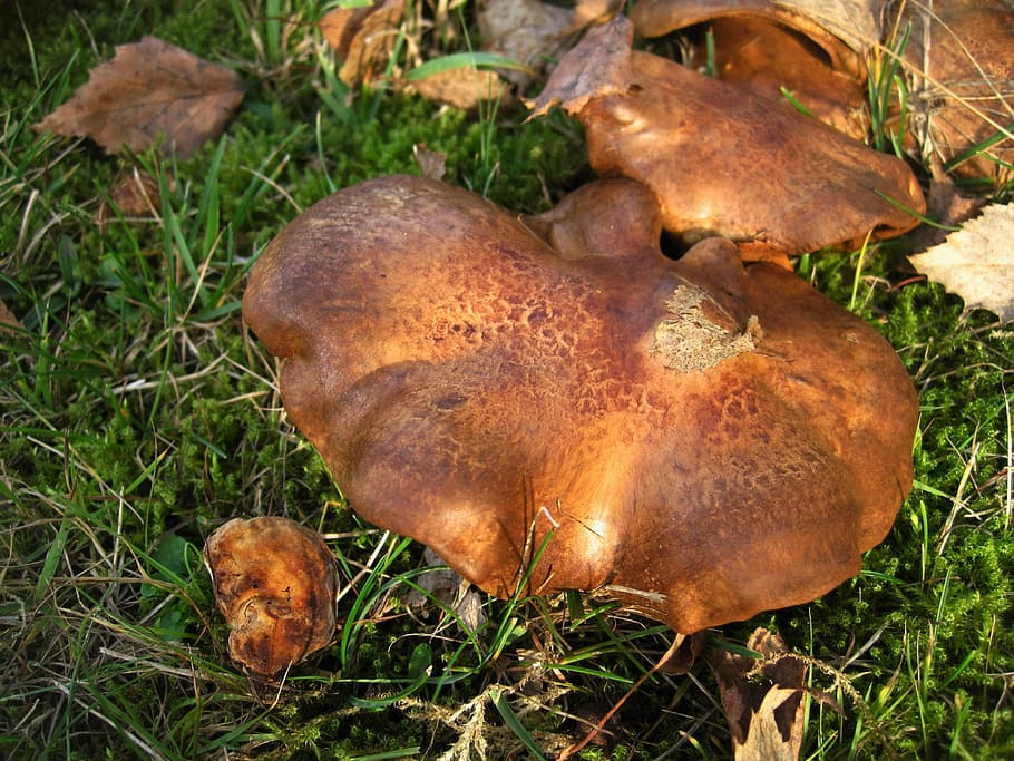 Bare Kremplinge, Paxillus Involutus, mushroom genus, firs, autumn, HD wallpaper