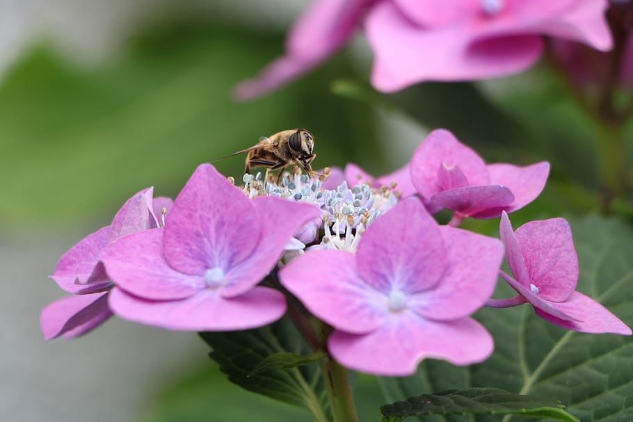 bee, hydrangea, blossom, bloom, plate hydrangea, summer, plant HD wallpaper
