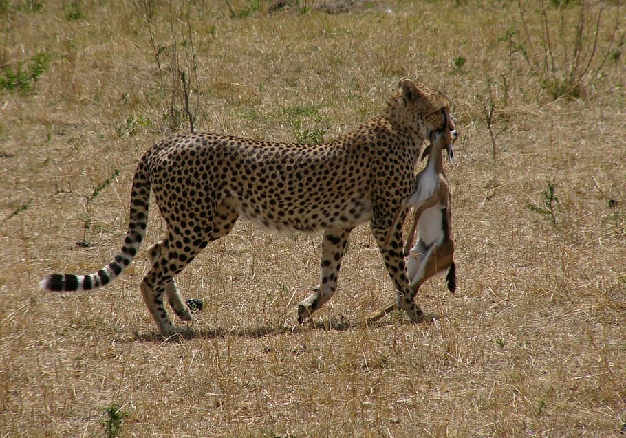 closeup photography of cheetah dragging deer during daytime, kenya