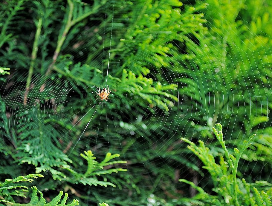 spider, cobweb, nature, one animal, invertebrate, green color HD wallpaper