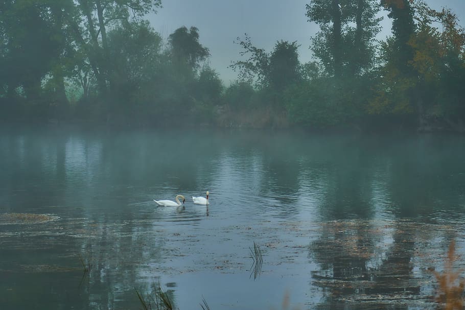 fog, river, swans, animal themes, vertebrate, water, animals in the wild HD wallpaper