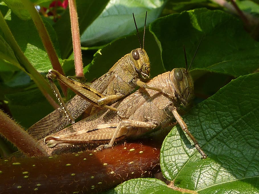Coupling, Grasshoppers, Insect, insects, nature, macro, animals in the wild HD wallpaper