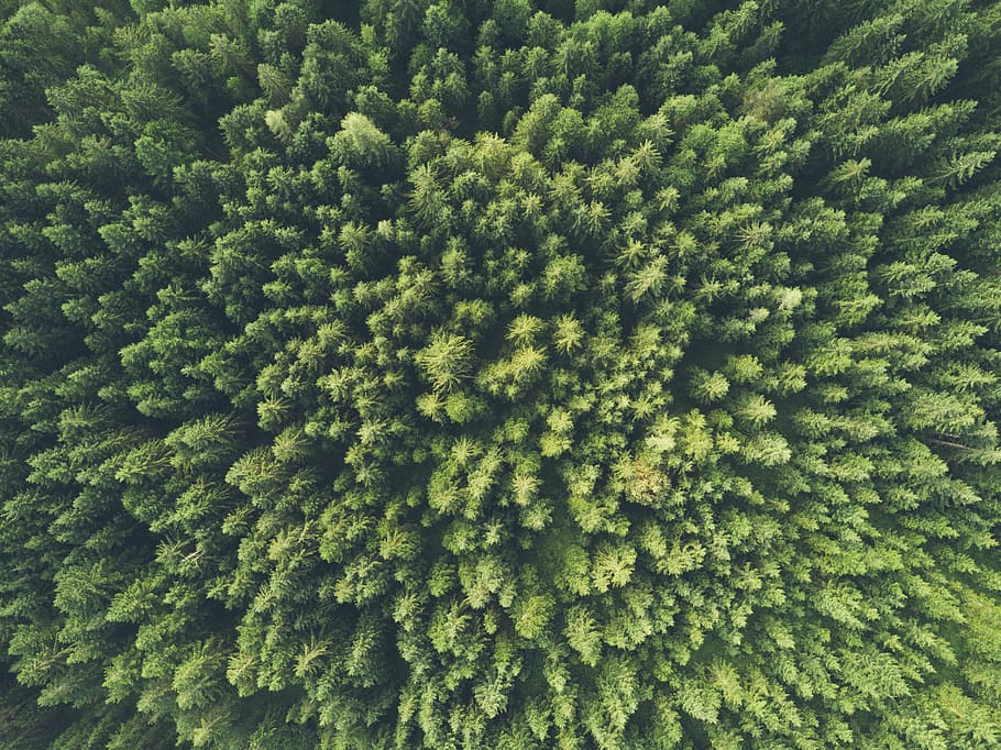 bird eye view photography of a green trees, top view of a green shrub HD wallpaper