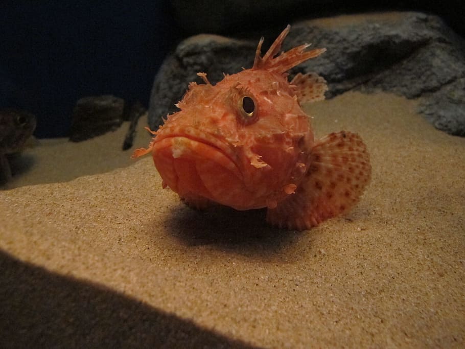 the general, aquarium, fish, animal, animal themes, animal wildlife HD wallpaper