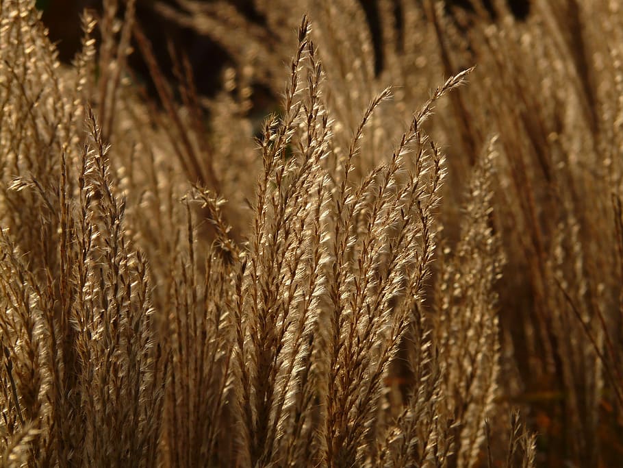 Miscanthus, Miscanthus Sinensis, back light, licorice, poaceae HD wallpaper