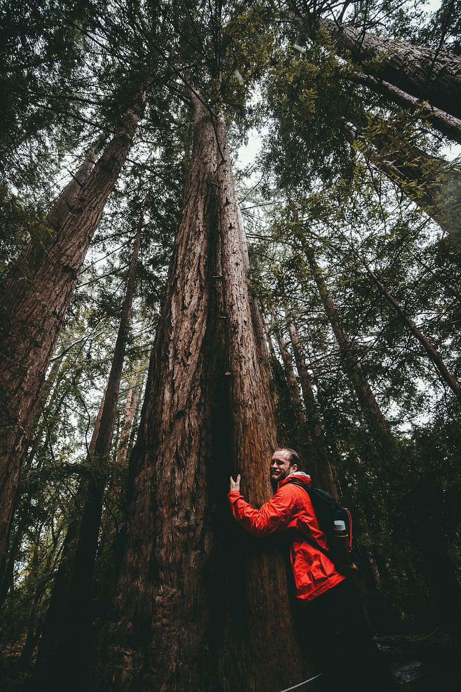 man hugging a tree at the forest, photo of man wearing jacket hugging tree trunk HD wallpaper