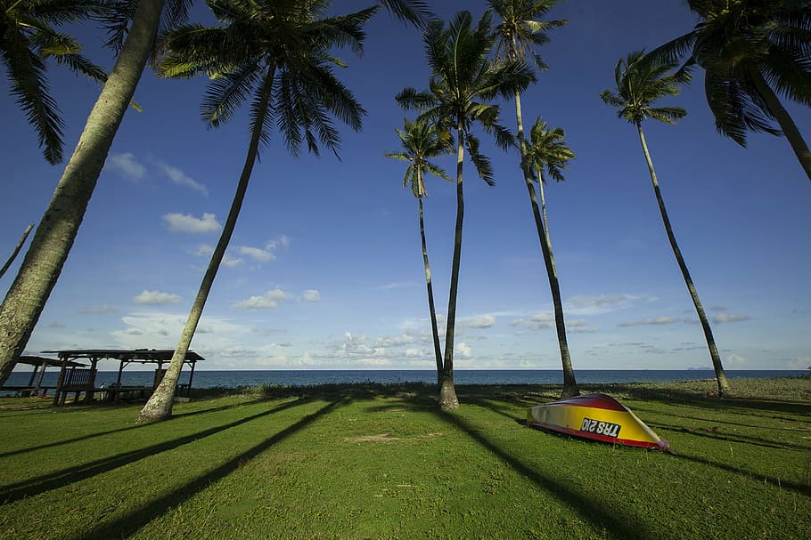 yellow and red canoe on green grass field surrounded by palm trees HD wallpaper