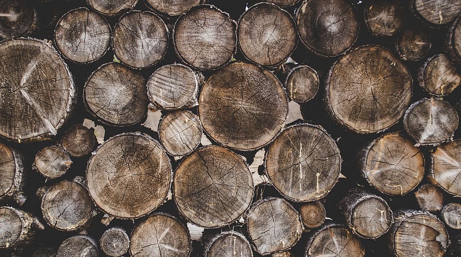 Bunch of Wood Stumps, background, bark, chopped, chopped wood, HD wallpaper