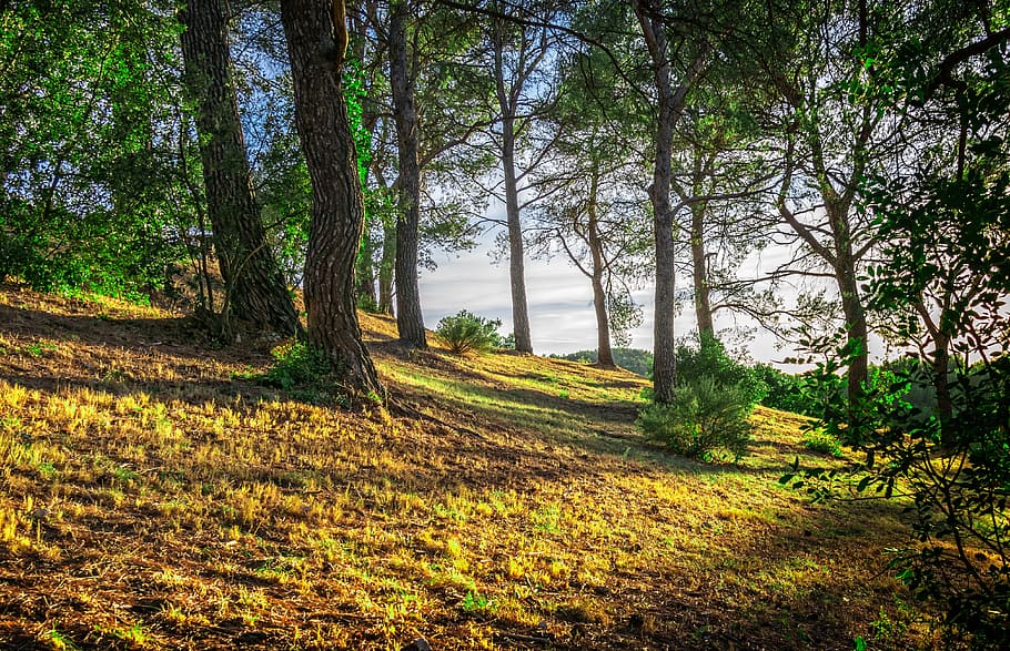 trees on hill during at daytime, forest, shadow, light, idyll HD wallpaper