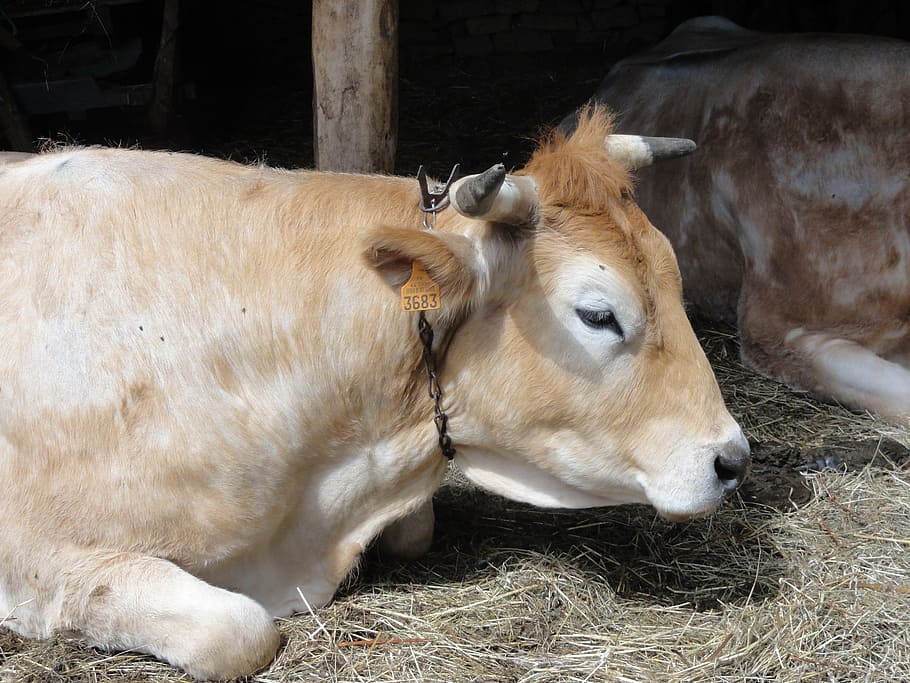 portrait, cow, animals, farm, agriculture, rural Scene, cattle HD wallpaper