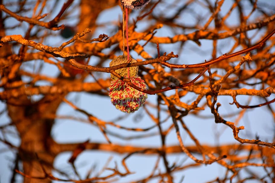 tree, deco, nature, winter, branch, plant, focus on foreground HD wallpaper