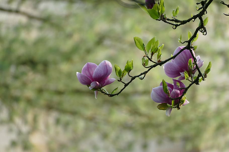 selective focus photography of purple petaled flowers, love HD wallpaper