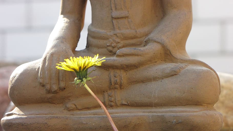 yellow flower before statue during daytime, buddha, asia, buddhism