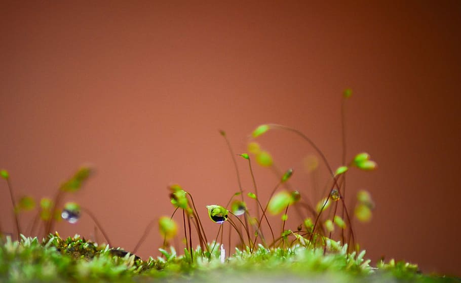 mold, macro, water bubble, plant, growth, green color, nature HD wallpaper