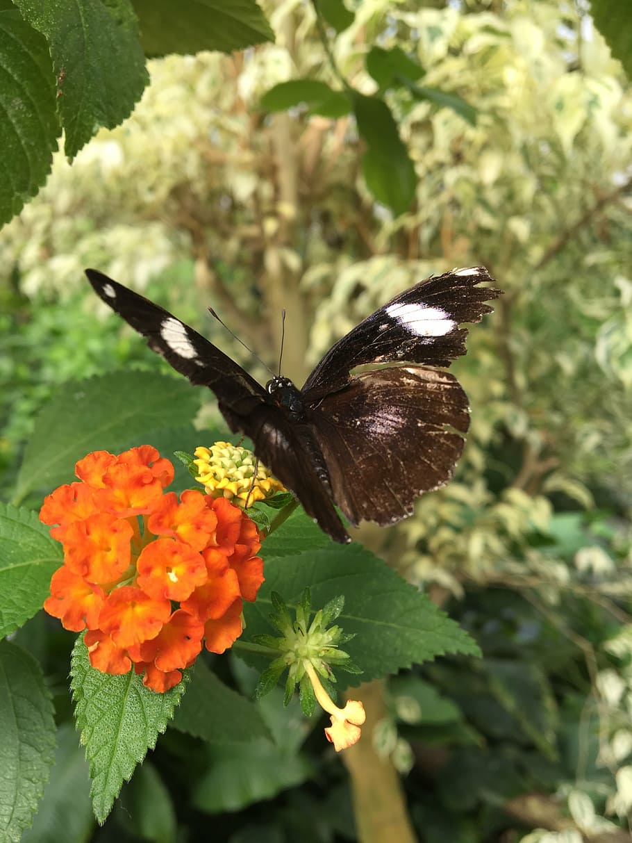 butterfly, flower, closeup, spring, nature, summer, green, insect HD wallpaper