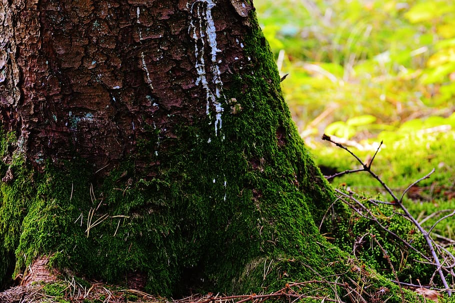 tree, moss, wood, forest, green, nature, environment, log, plant HD wallpaper